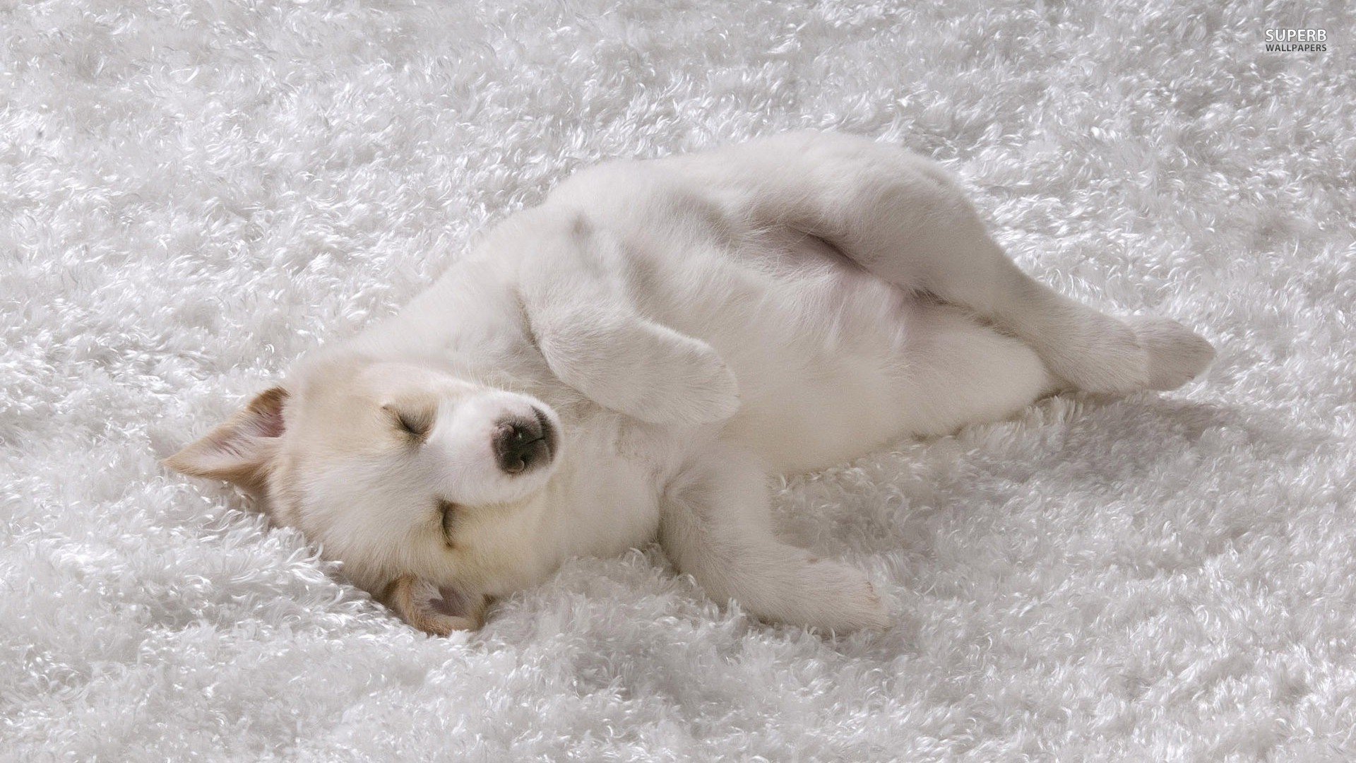 萌宠,汪星人,儿童桌面专用