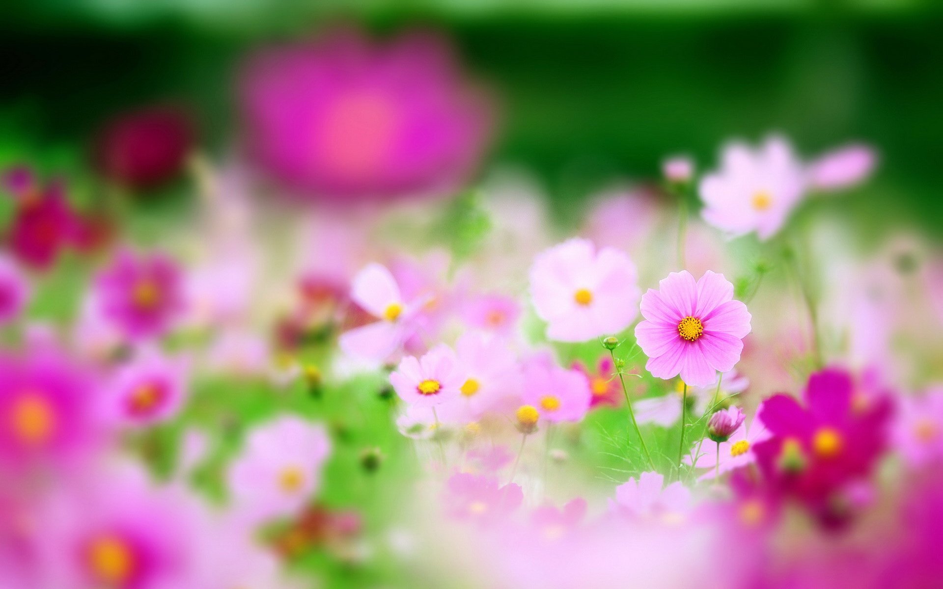 小清新,娇艳欲滴,儿童桌面专用