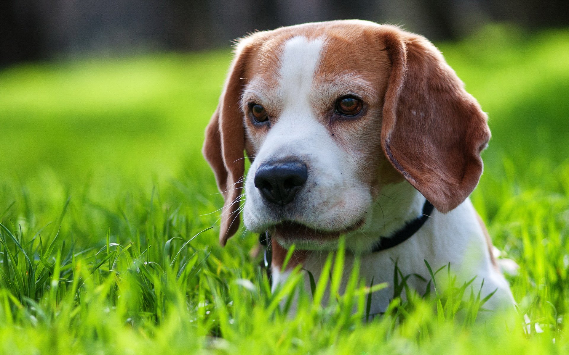 萌宠,汪星人,狗狗,儿童桌面专用