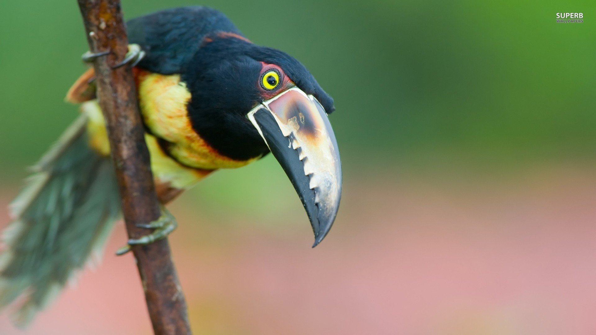 萌宠,鸟,儿童桌面专用