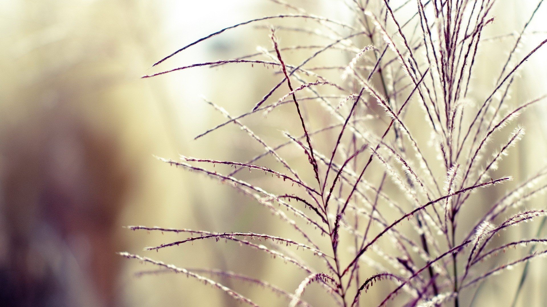 小清新,清新淡雅,儿童桌面专用