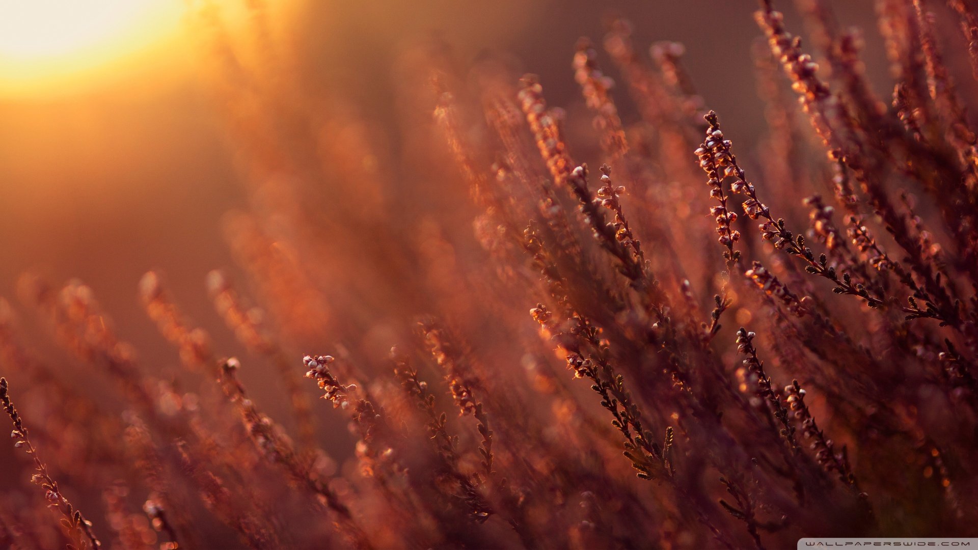 小清新,清新淡雅,麦穗,清晨,儿童桌面专用