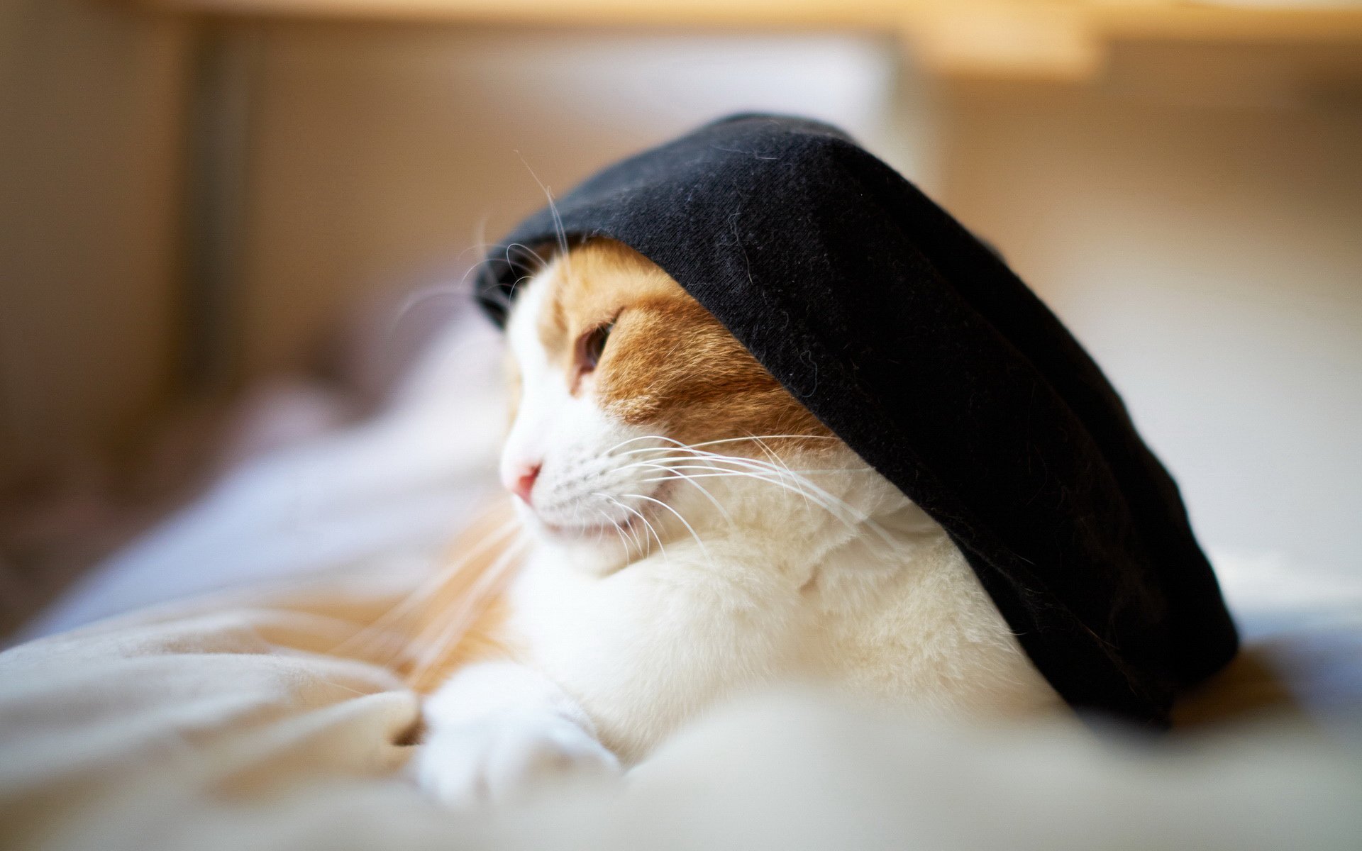 萌宠,喵星人,猫咪,卖萌,儿童桌面专用