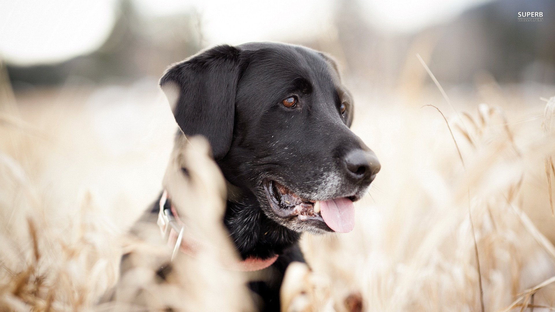 萌宠,狗狗,汪星人,儿童桌面专用