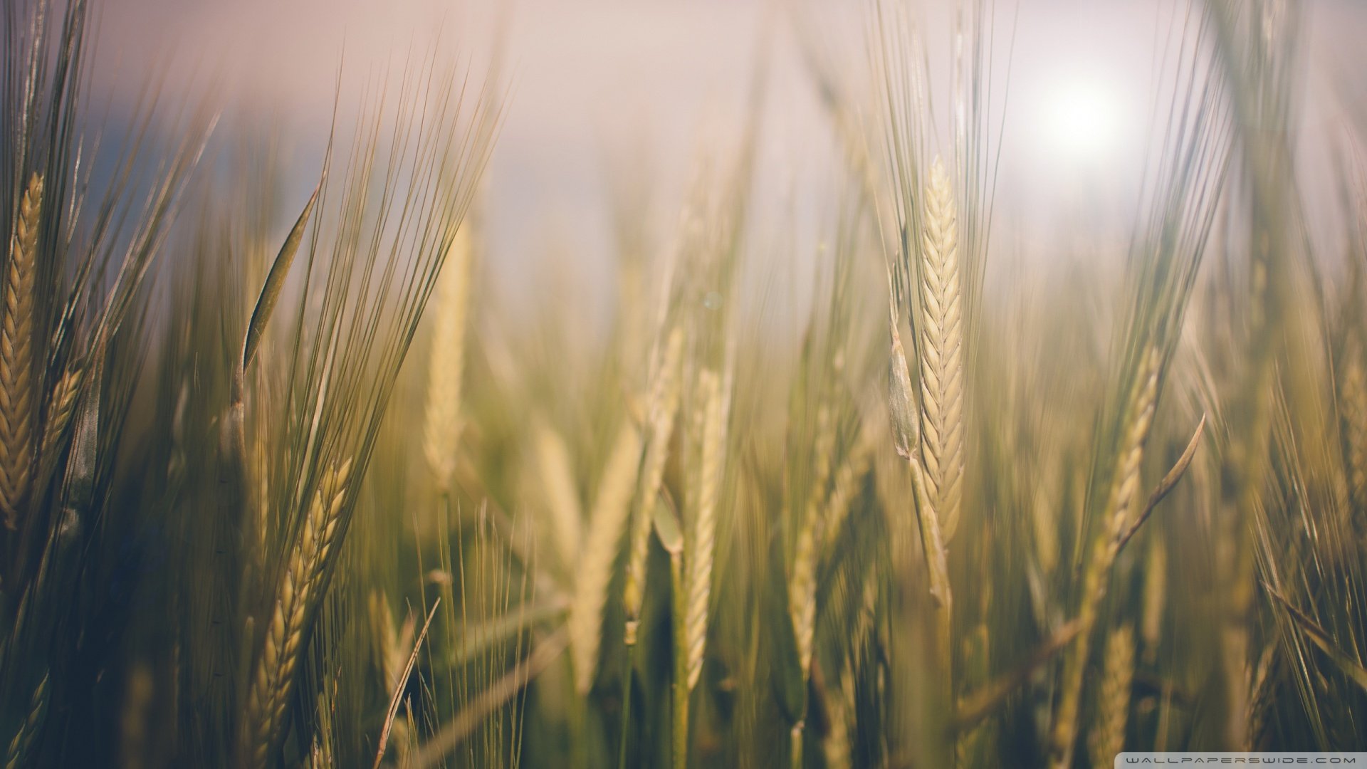 小清新,清新淡雅,儿童桌面专用