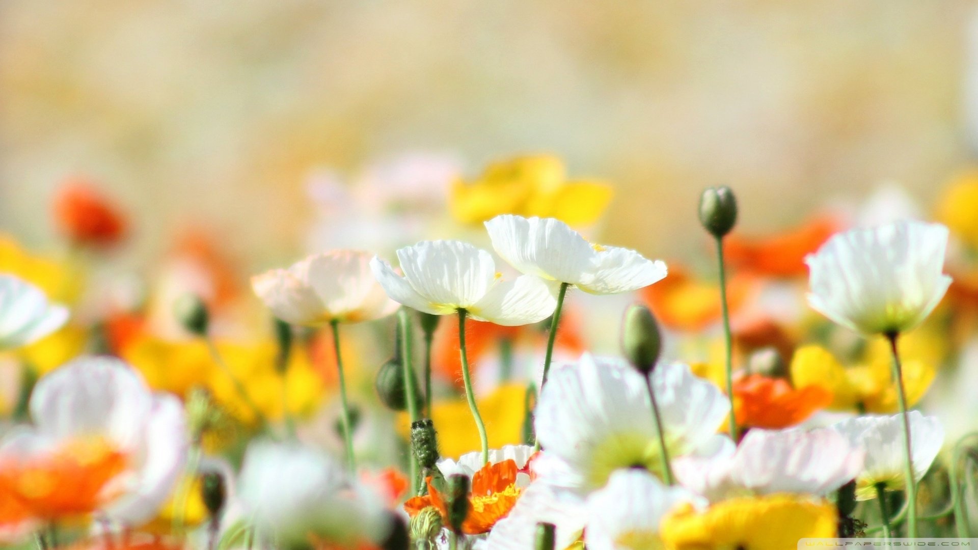 小清新,清新淡雅,花,儿童桌面专用