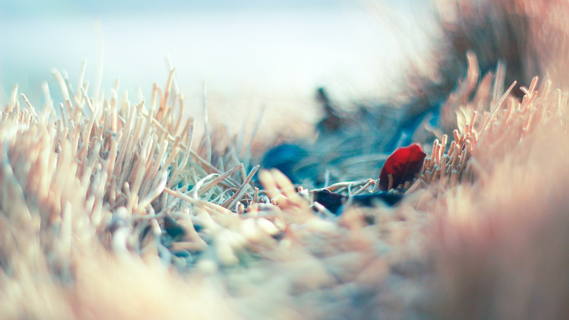 小清新,温馨一刻,麦穗,儿童桌面专用