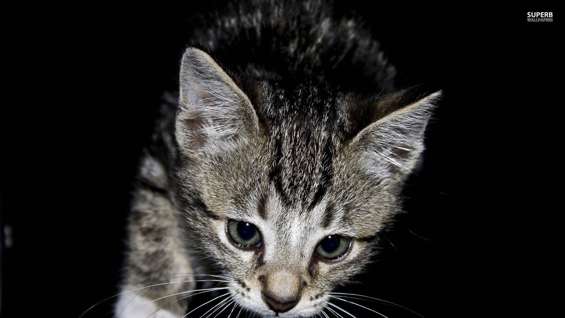 萌宠,喵星人,可爱,卖萌,儿童桌面专用