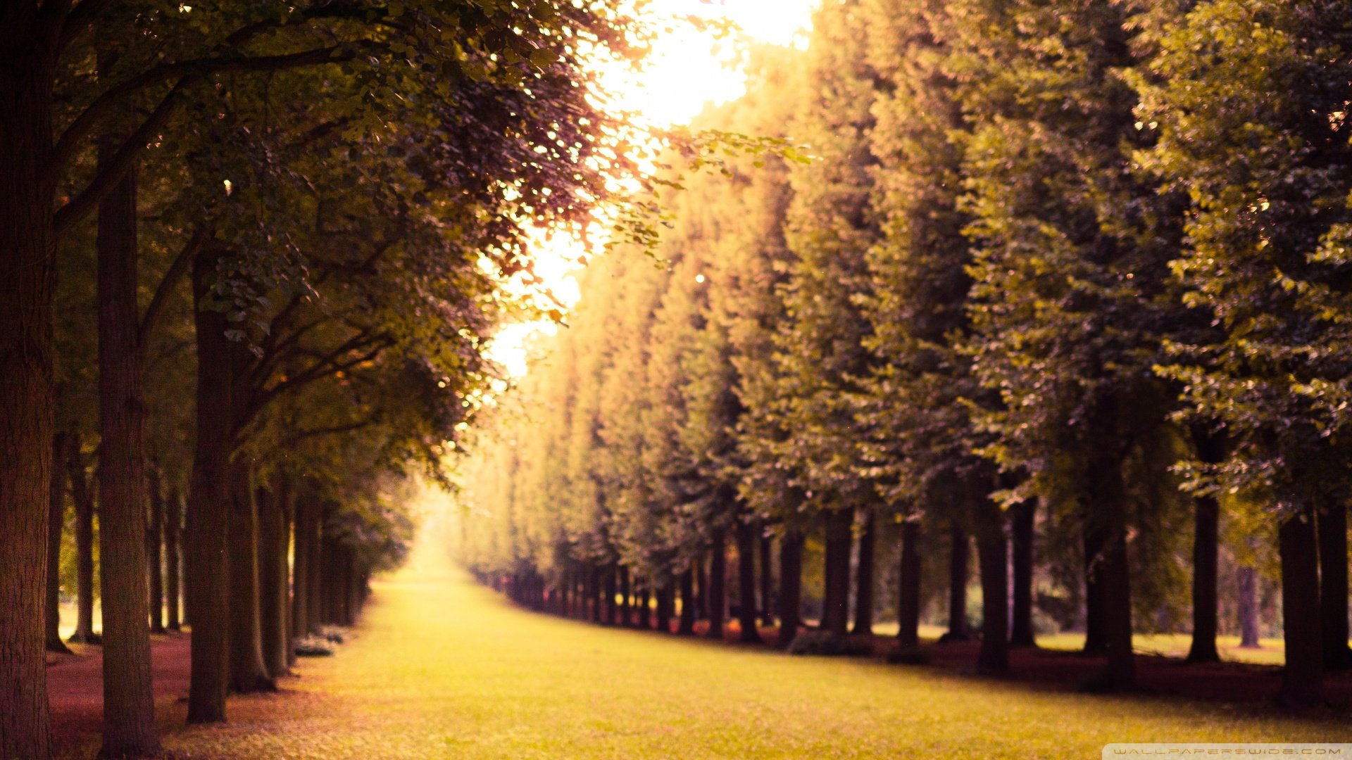 风景,秋意正浓,儿童桌面专用