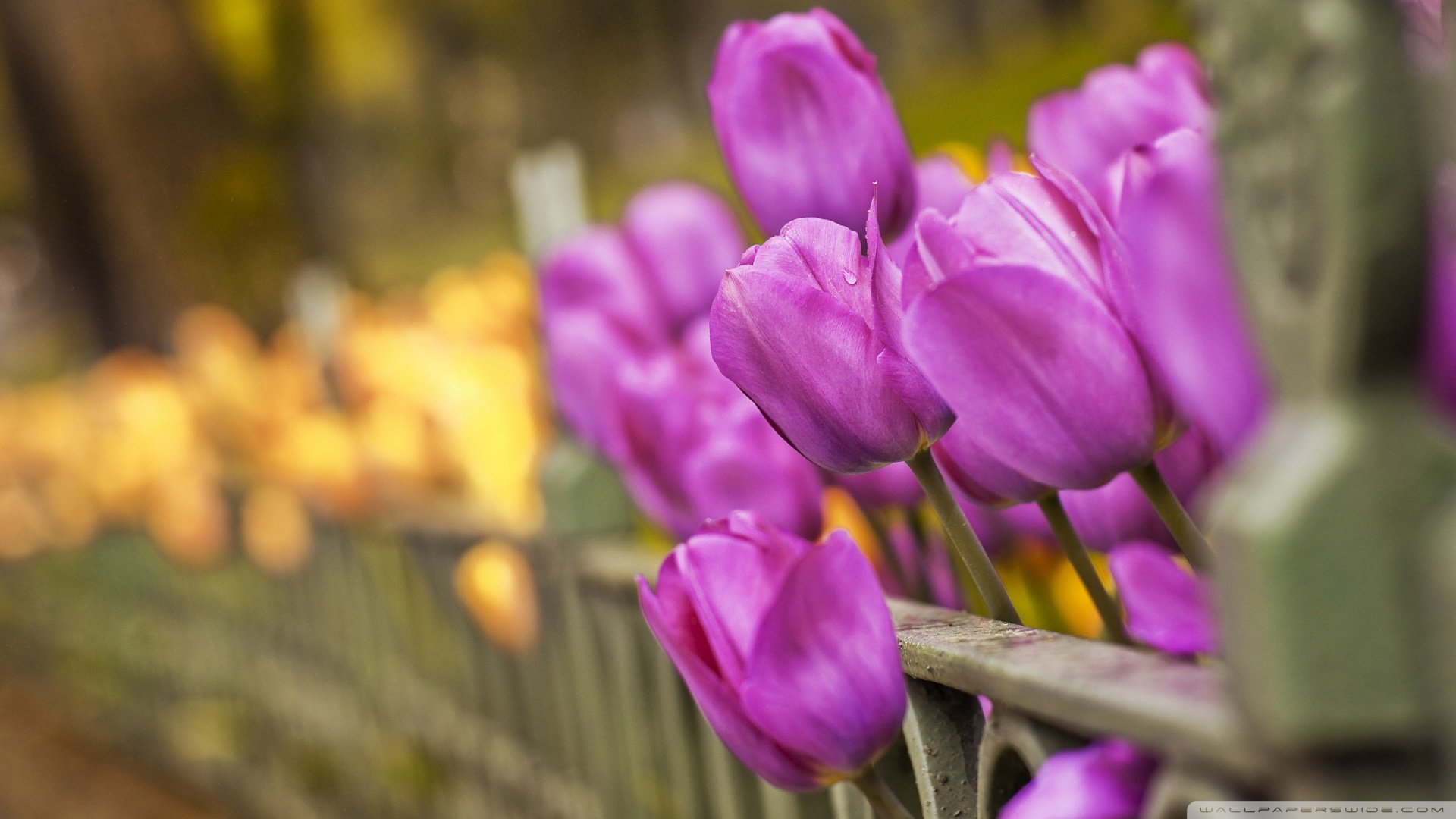 小清新,清新淡雅,花,儿童桌面专用