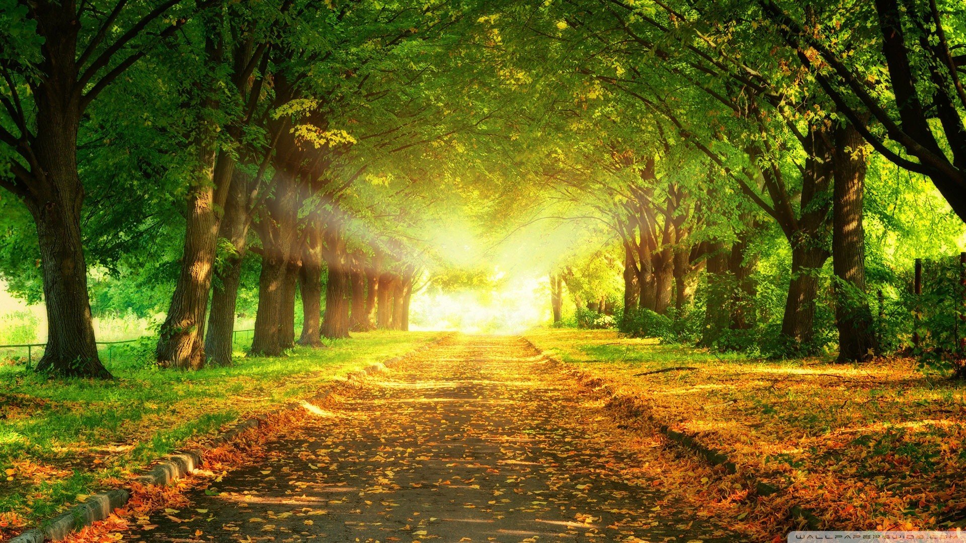 风景,秋意正浓,儿童桌面专用