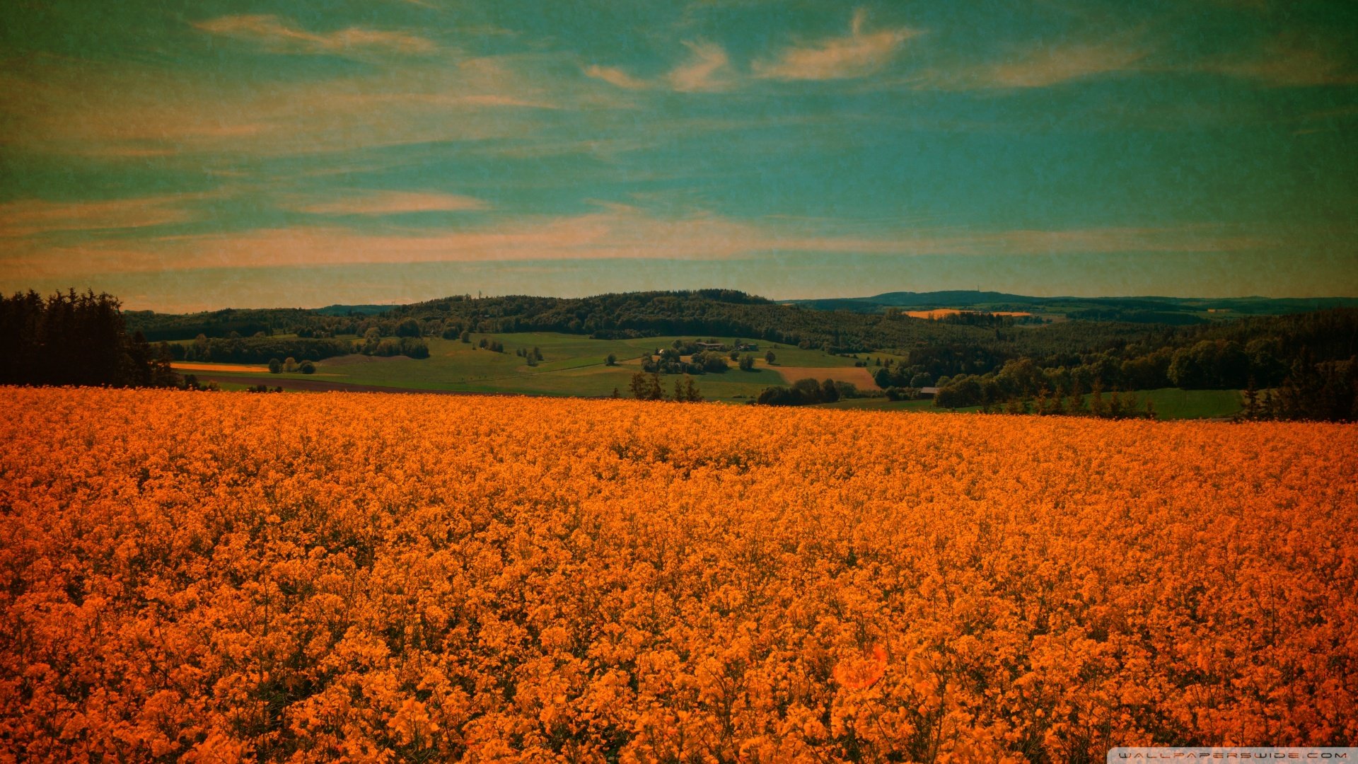 风景,秋意正浓,儿童桌面专用