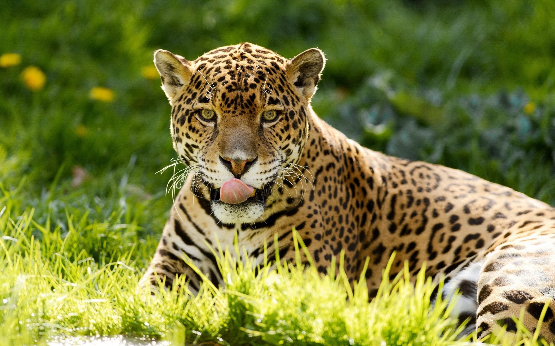 萌宠,豹,儿童桌面专用