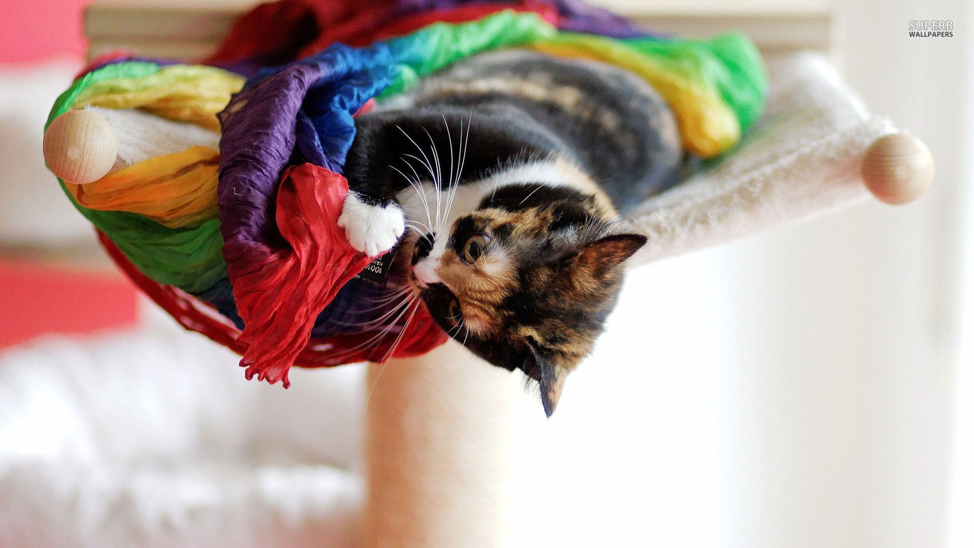 萌宠,喵星人,可爱,卖萌,儿童桌面专用