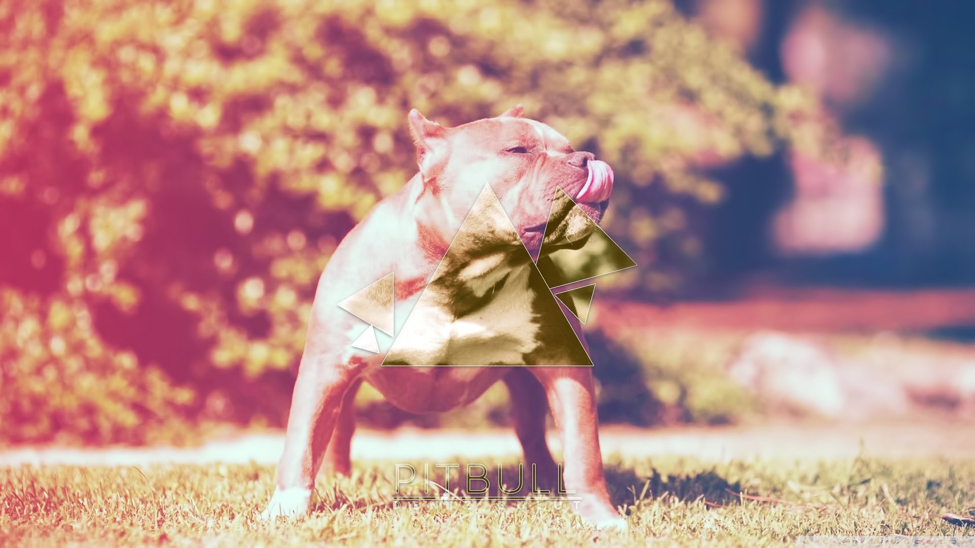 萌宠,汪星人,狗狗,儿童桌面专用