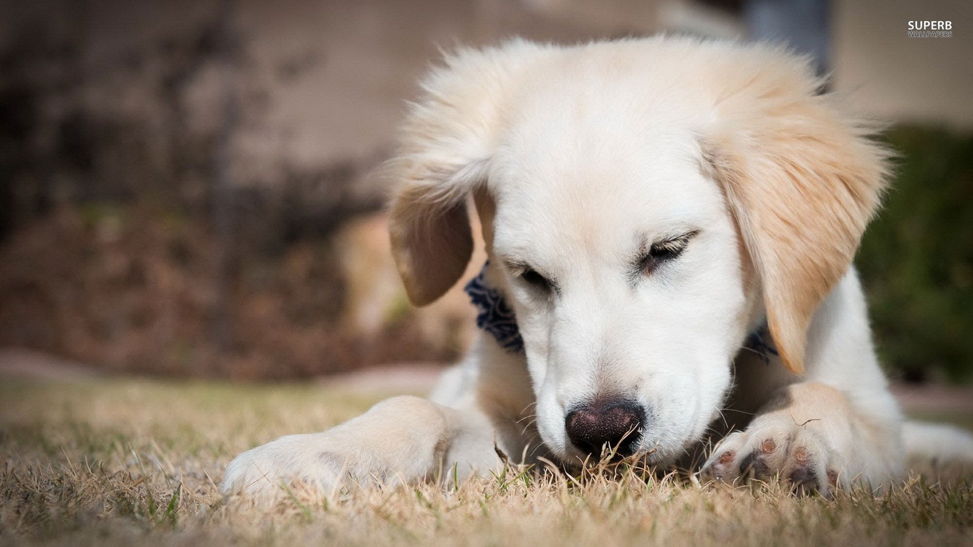 萌宠,汪星人,狗狗,卖萌图,睡觉,瞌睡,儿童桌面专用
