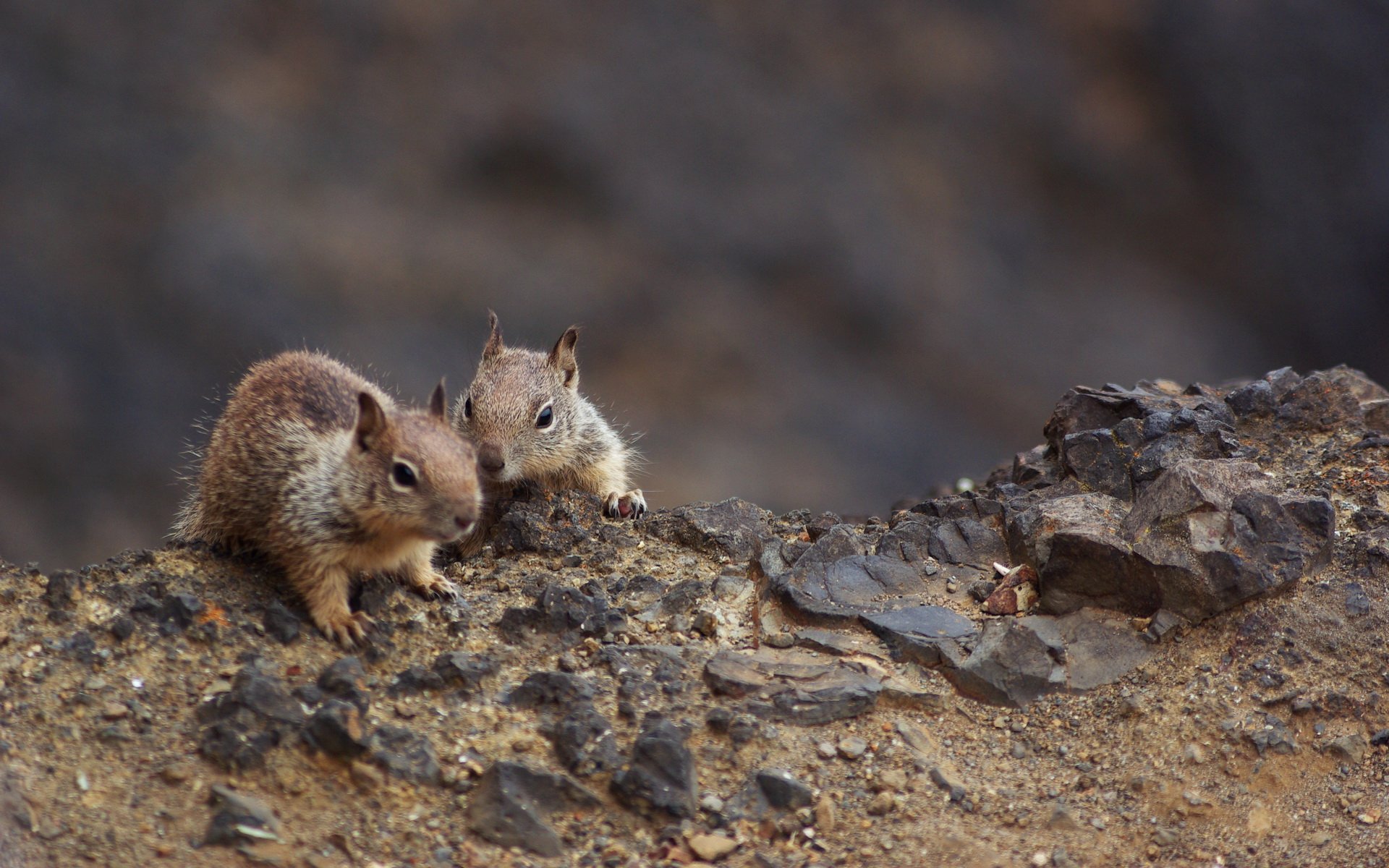 萌宠,松鼠,卖萌图,儿童桌面专用