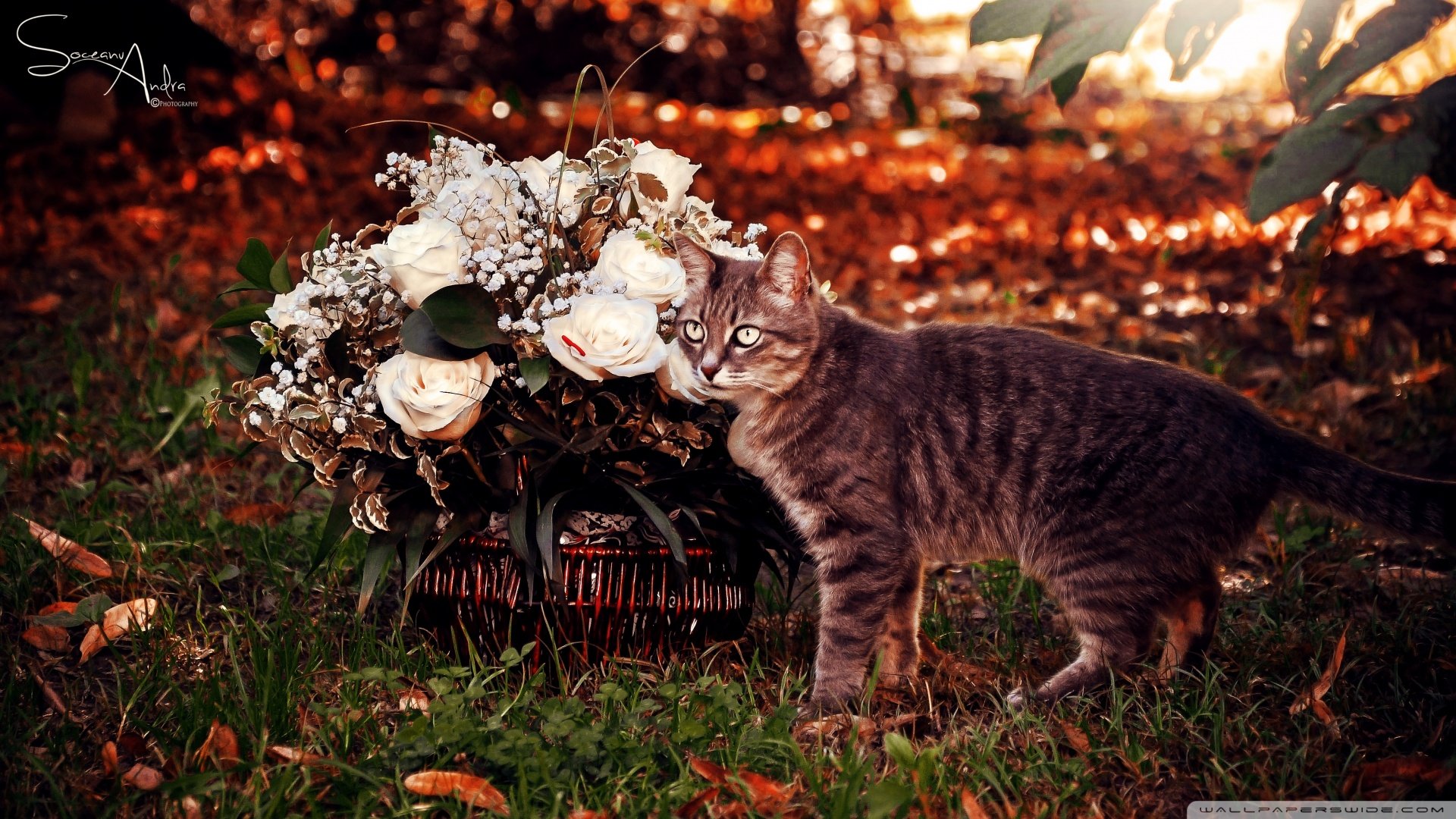 萌宠,喵星人,猫咪,儿童桌面专用