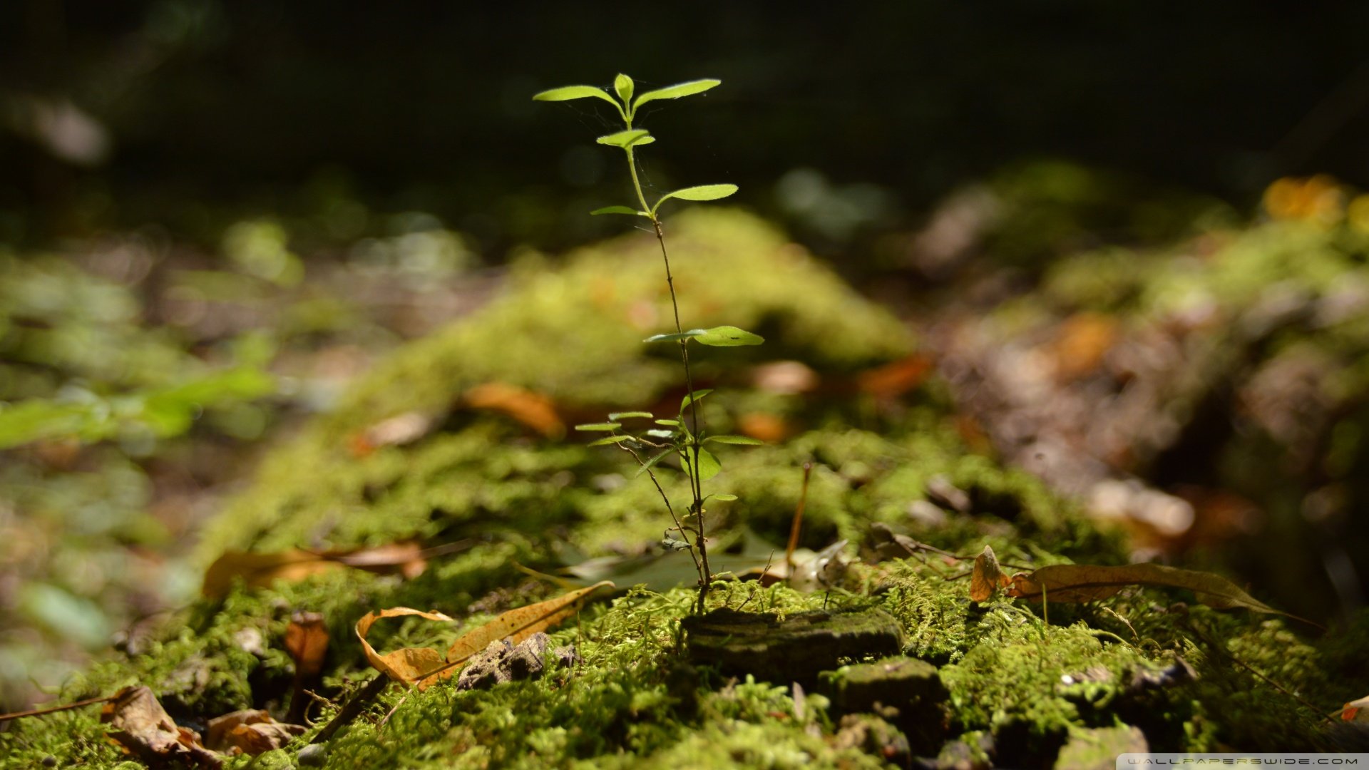 小清新,清新淡雅,儿童桌面专用
