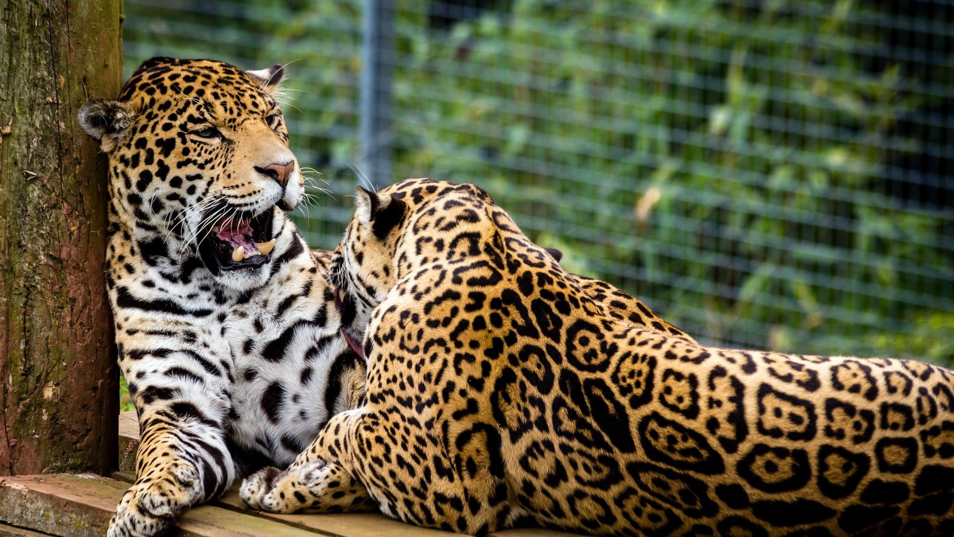 萌宠,野兽,猎豹,儿童桌面专用