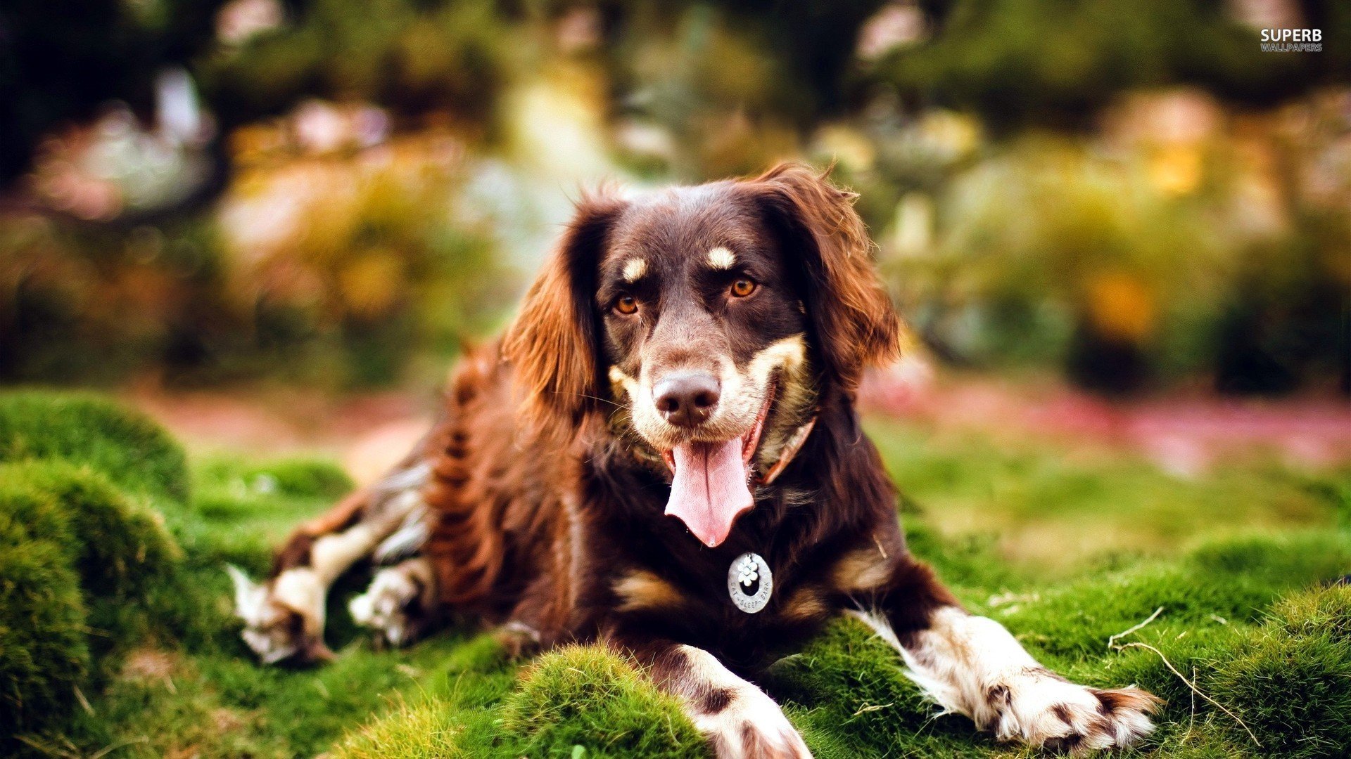 萌宠,汪星人,狗狗,儿童桌面专用