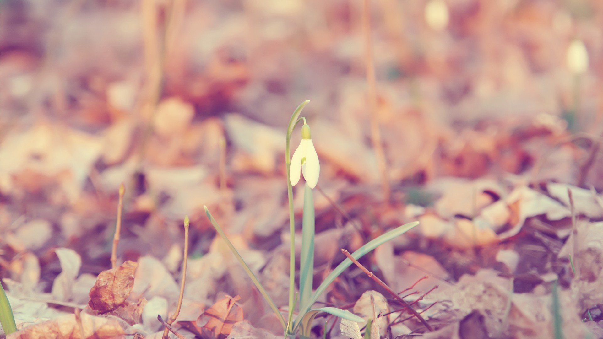 风景,清新,植物,儿童桌面专用