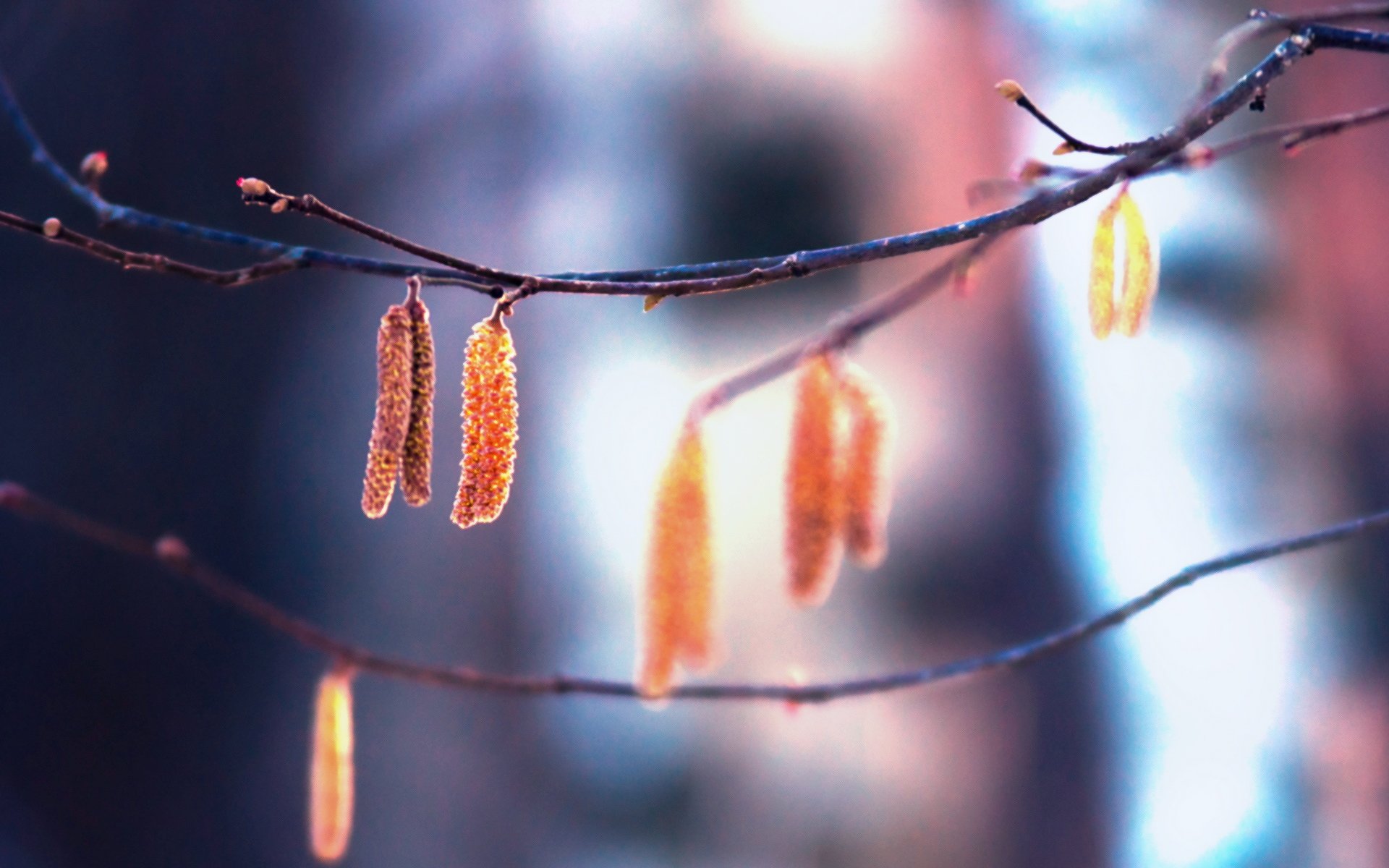 小清新,植物,秋天,黄叶,儿童桌面专用