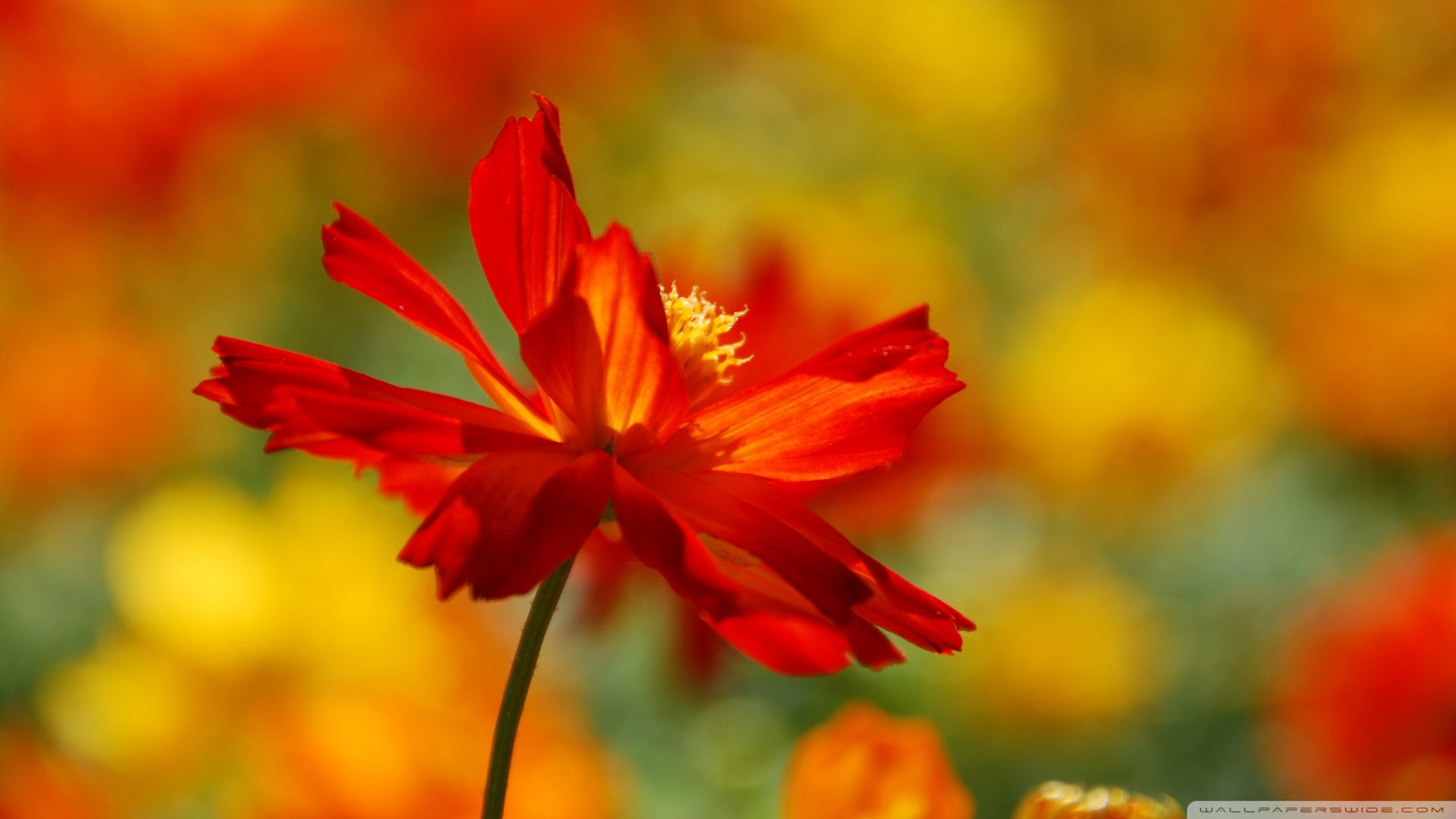 小清新,娇艳欲滴,花,儿童桌面专用