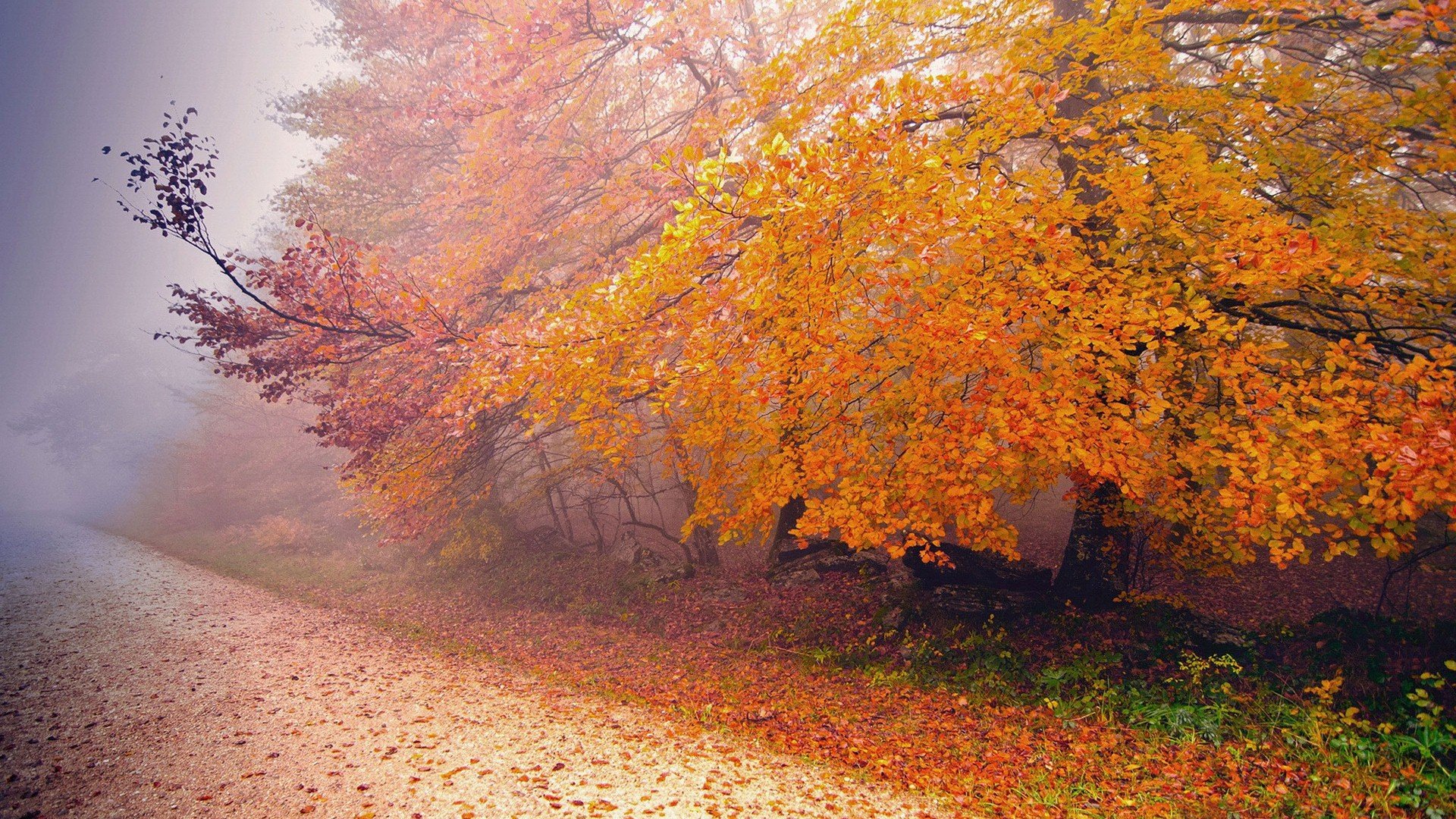 风景,深秋,落叶,秋意正浓,郊外,儿童桌面专用