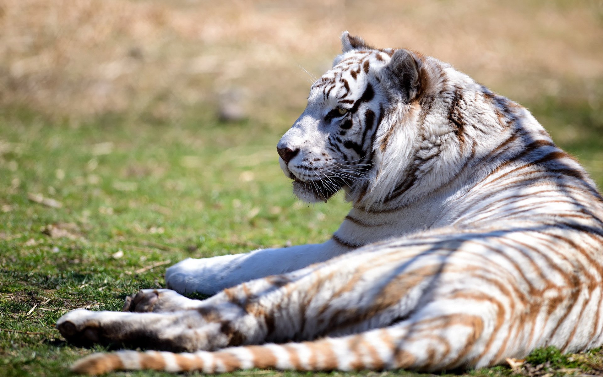 萌宠,野兽,老虎,儿童桌面专用