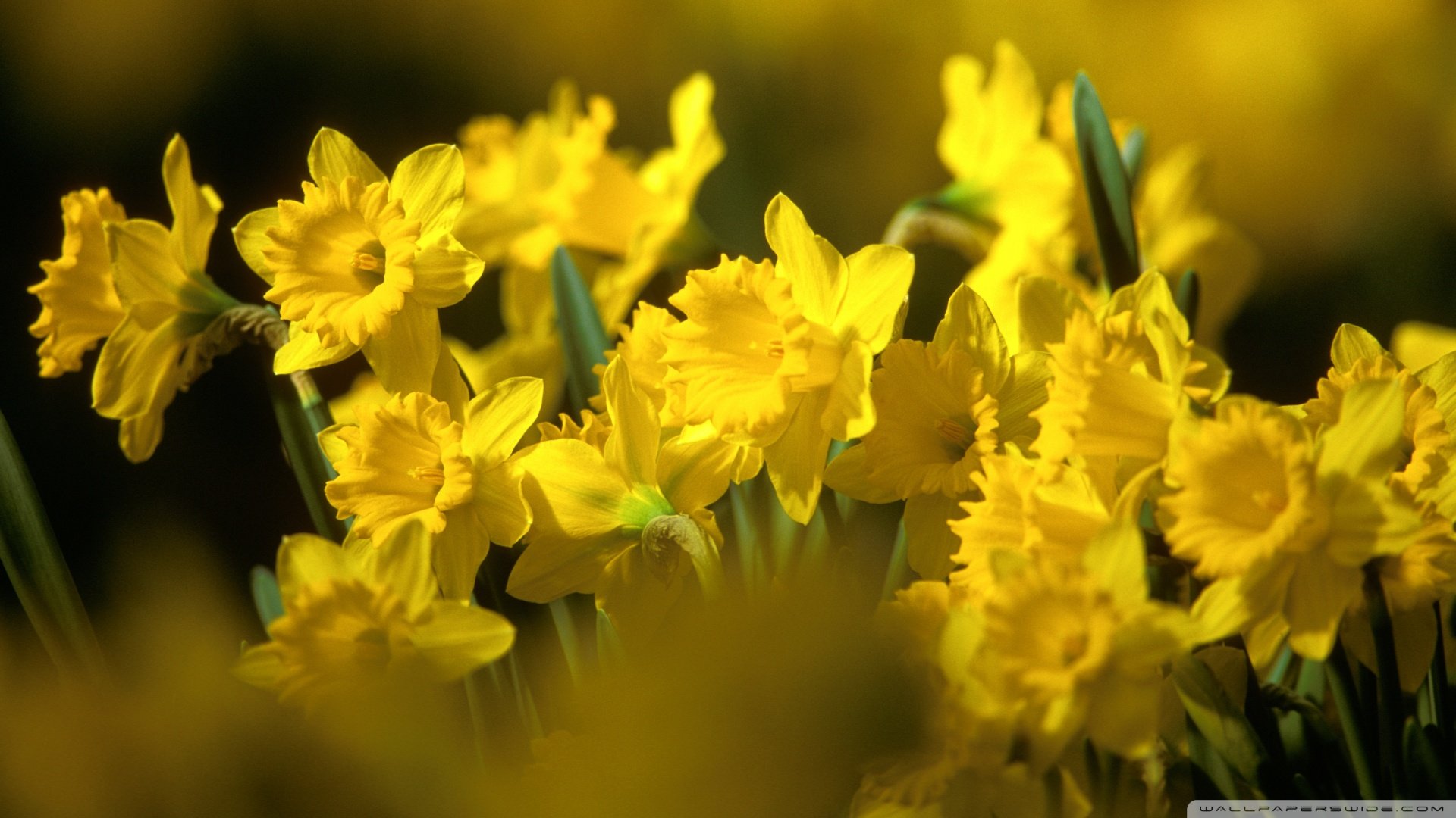 小清新,清新淡雅,花,儿童桌面专用