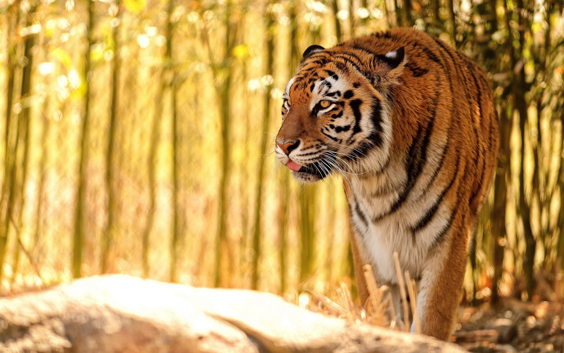 萌宠,老虎,野兽,儿童桌面专用