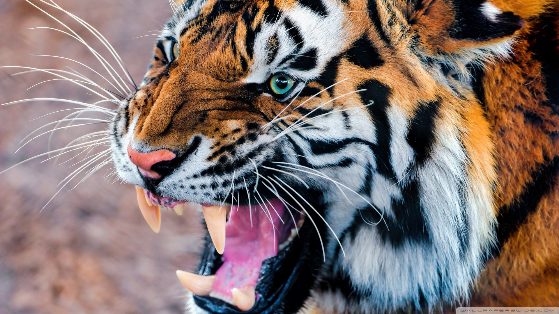 萌宠,老虎,野兽,野生动物,儿童桌面专用