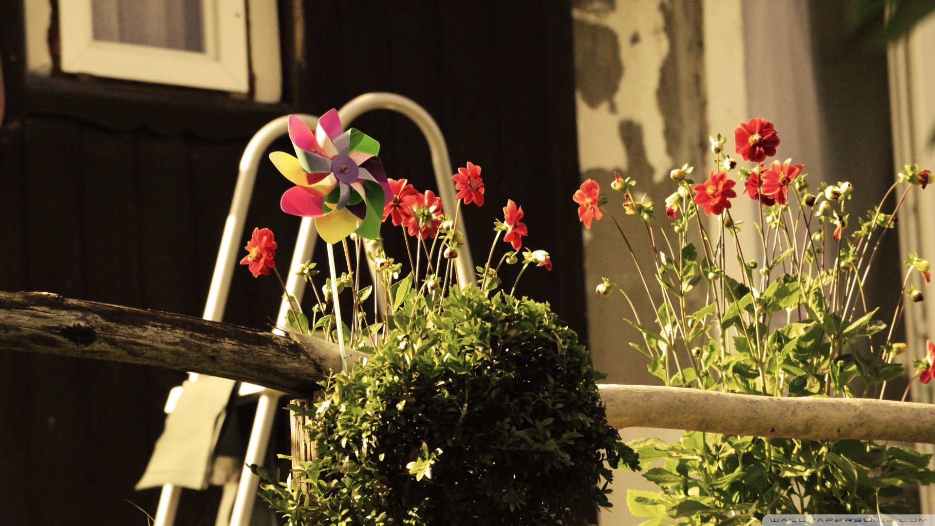 小清新,植物,花朵,儿童桌面专用