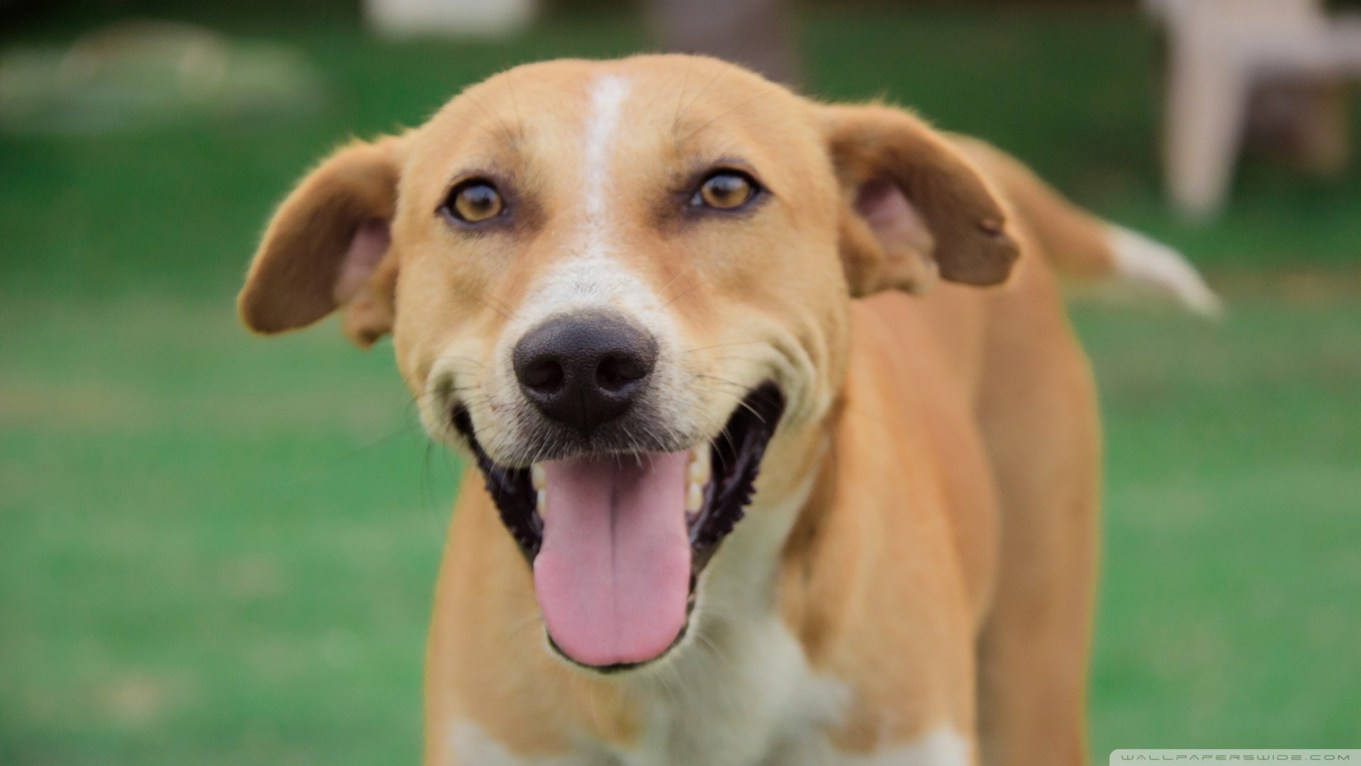 萌宠,汪星人,狗狗,儿童桌面专用