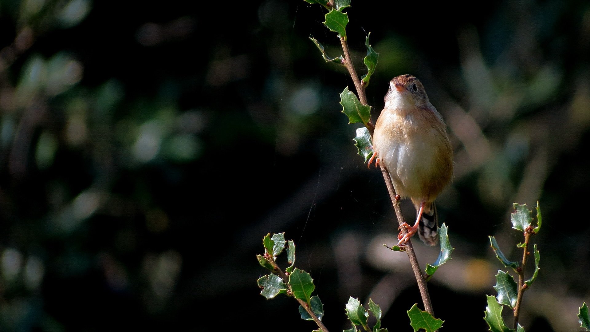 萌宠,鸟,儿童桌面专用