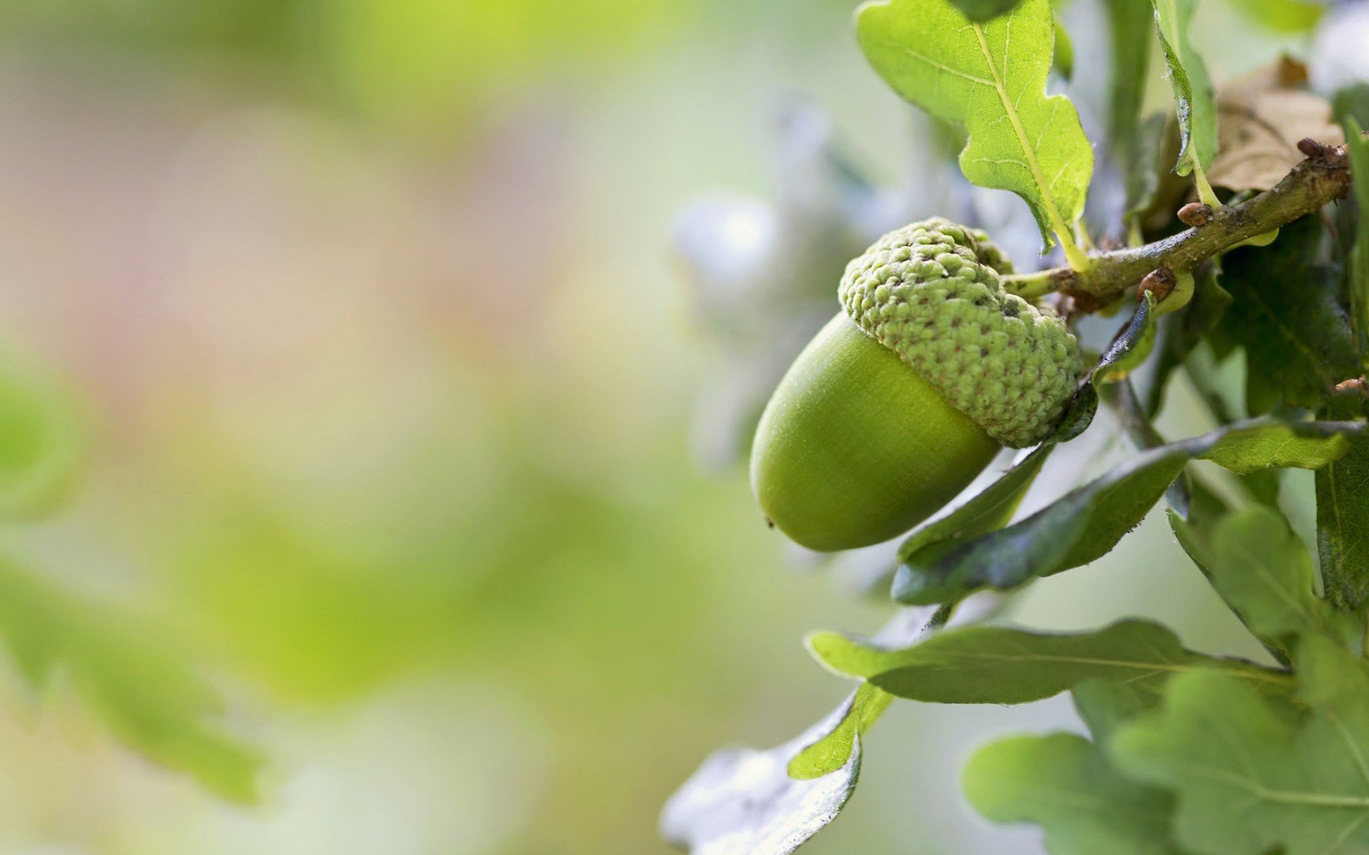 小清新,橡子,静物写真,儿童桌面专用