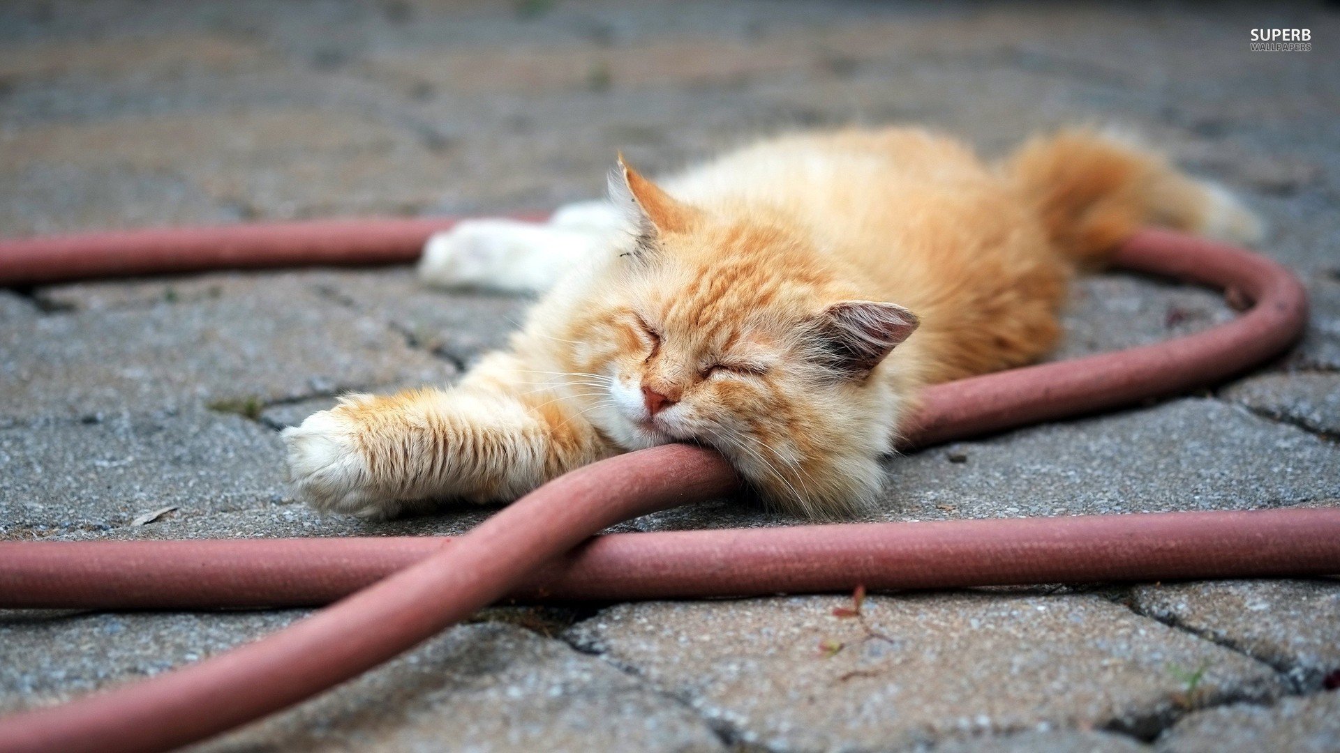 萌宠,喵星人,儿童桌面专用