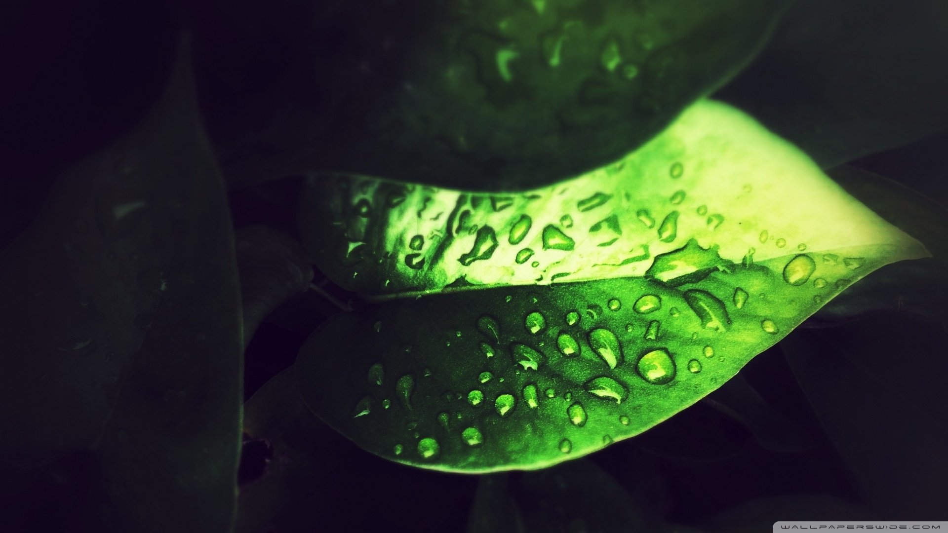 小清新,绿色,绿叶,儿童桌面专用