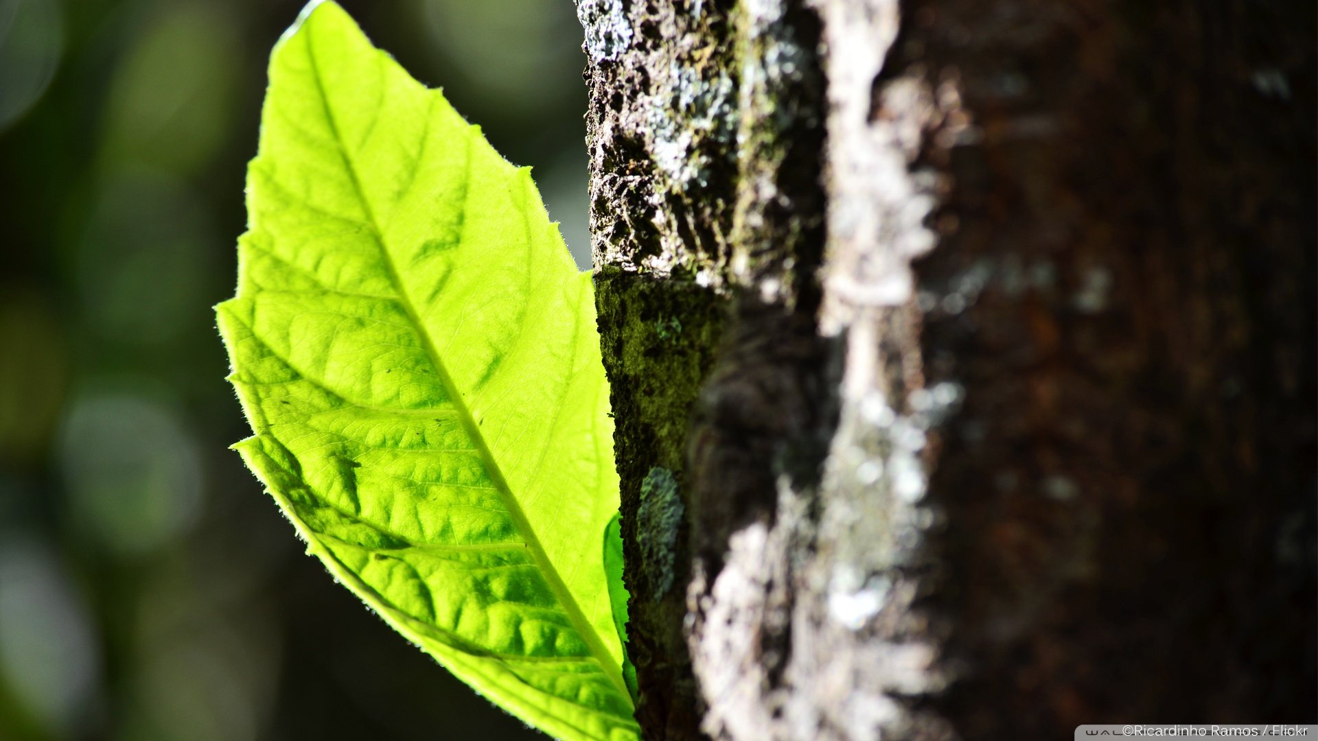 小清新,清新淡雅,绿叶,儿童桌面专用