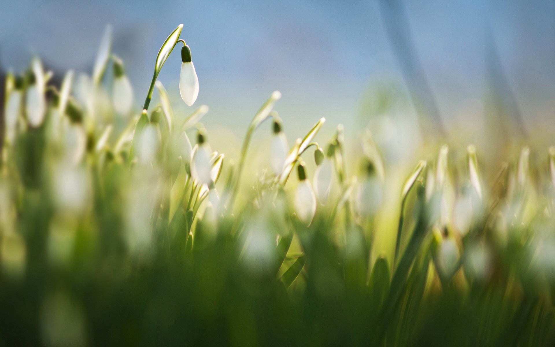 小清新,清新淡雅,花,儿童桌面专用