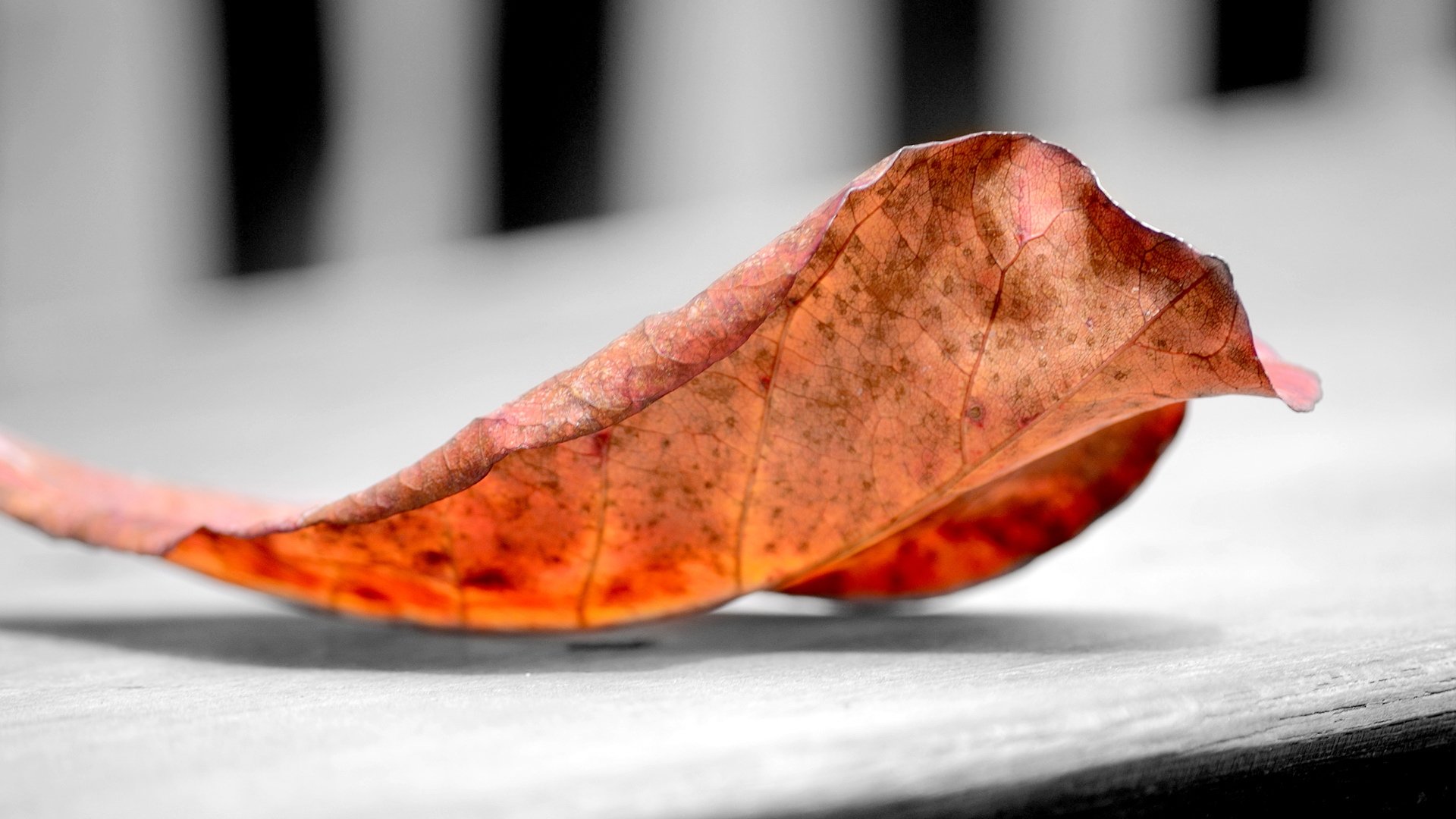 小清新,静物写真,树叶,儿童桌面专用