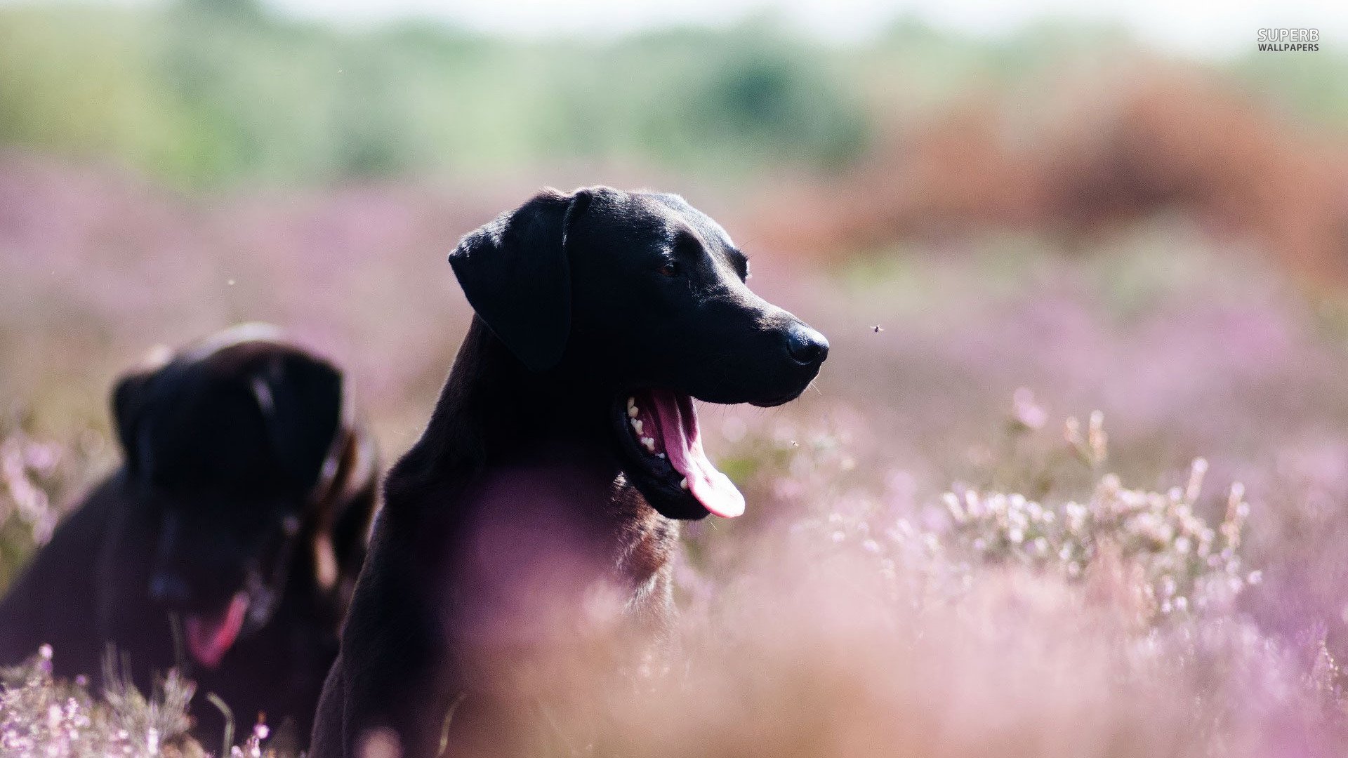 萌宠,狗狗,汪星人,儿童桌面专用