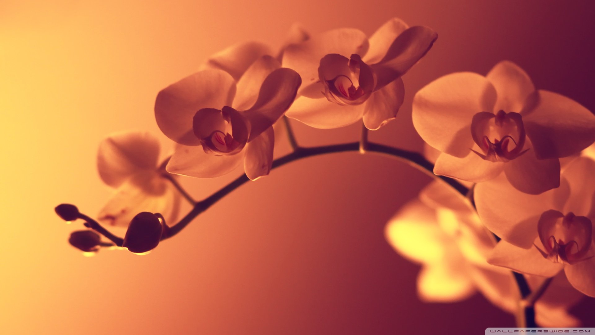 小清新,清新淡雅,植物,儿童桌面专用