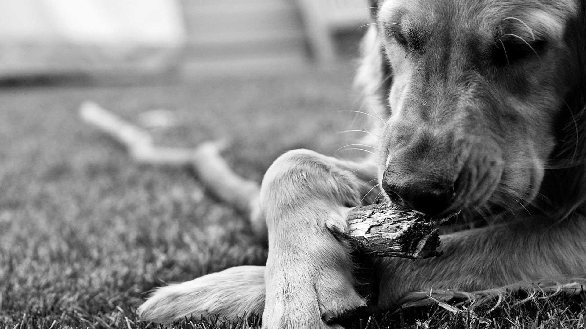 萌宠,狗狗,汪星人,金毛,儿童桌面专用