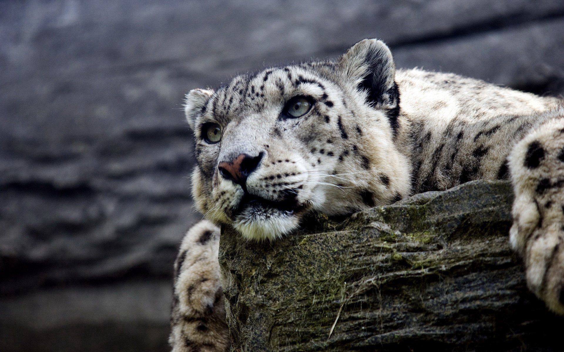 萌宠,野生动物,野兽,猎豹,儿童桌面专用