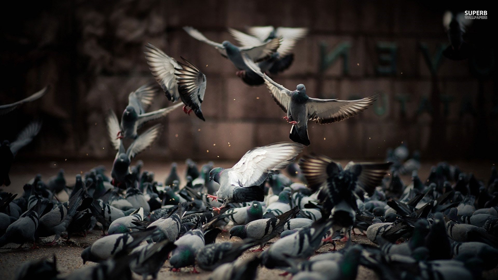 萌宠,鸽子,广场,儿童桌面专用