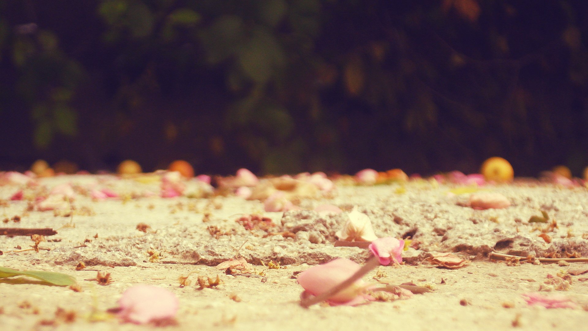 小清新,落叶,秋天,秋意正浓