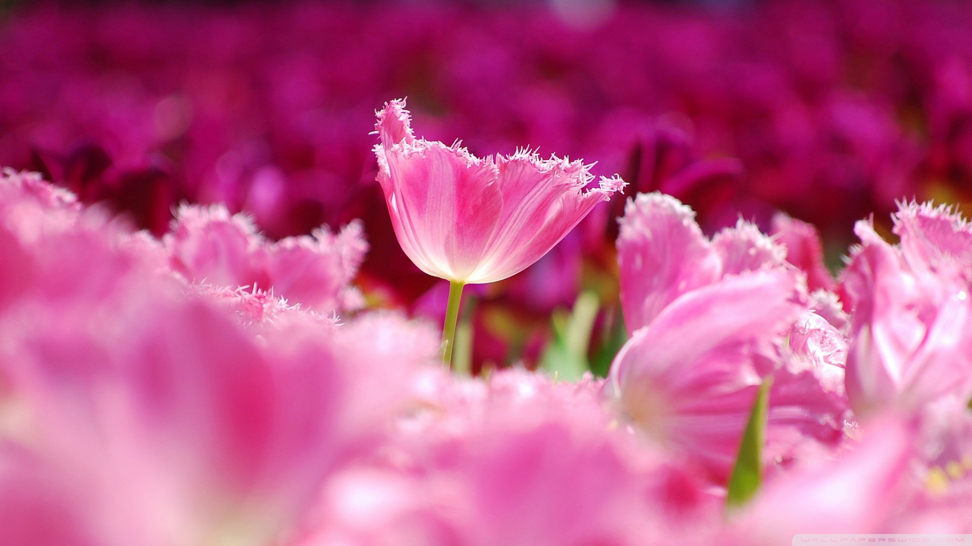 小清新,娇艳欲滴,儿童桌面专用