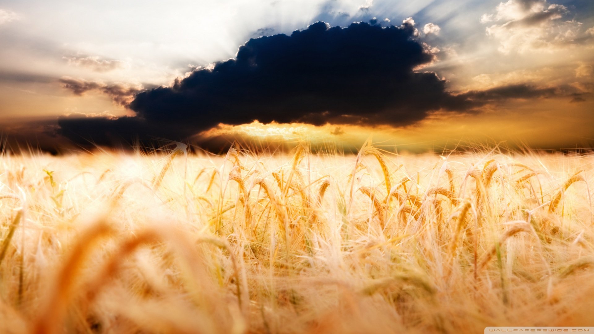 风景,秋意正浓,儿童桌面专用